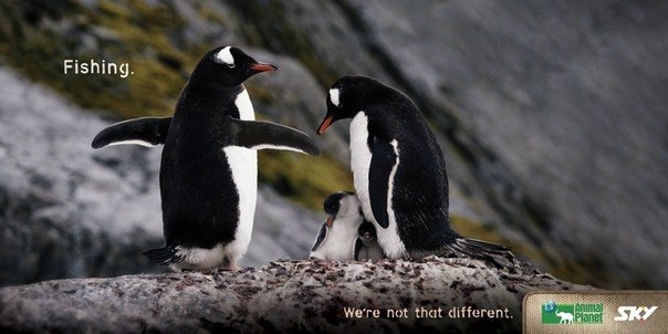 Animal Planet: "Не такие уж мы и разные"
