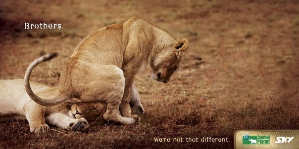 Animal Planet: "Не такие уж мы и разные"