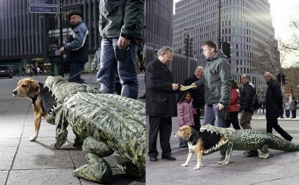 Мужчина выгуливал по улицам свою "проглоченную" крокодилом собаку и раздавал листовки "Приходите в зоопарк, пока зоопарк не пришел к вам"