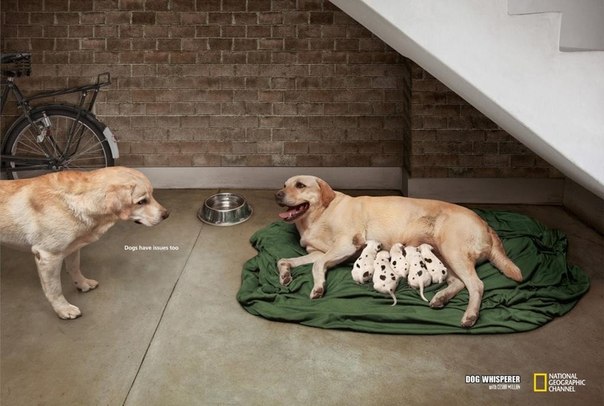 Реклама программы "Собачьи сплетни" на Discovery: "Собакам есть, что сказать"