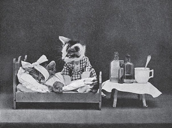 Фотографии животных в костюмах в стиле ретро, сделанные американским фотографом Гарри Уиттиером Фризом
