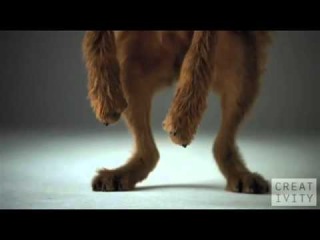 Собаки и корм Pedigree в замедленной съемке. Собак снимали камерой высокого разрешения с частотой 1000 кадров в секунду. Завораживающий рекламный ролик