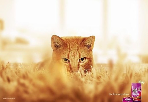 Whiskas: «Для вашего домашнего хищника»