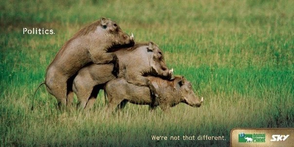 Animal Planet: "Не такие уж мы и разные"
